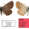 plebeius maracandicus sauromaticus paratype a